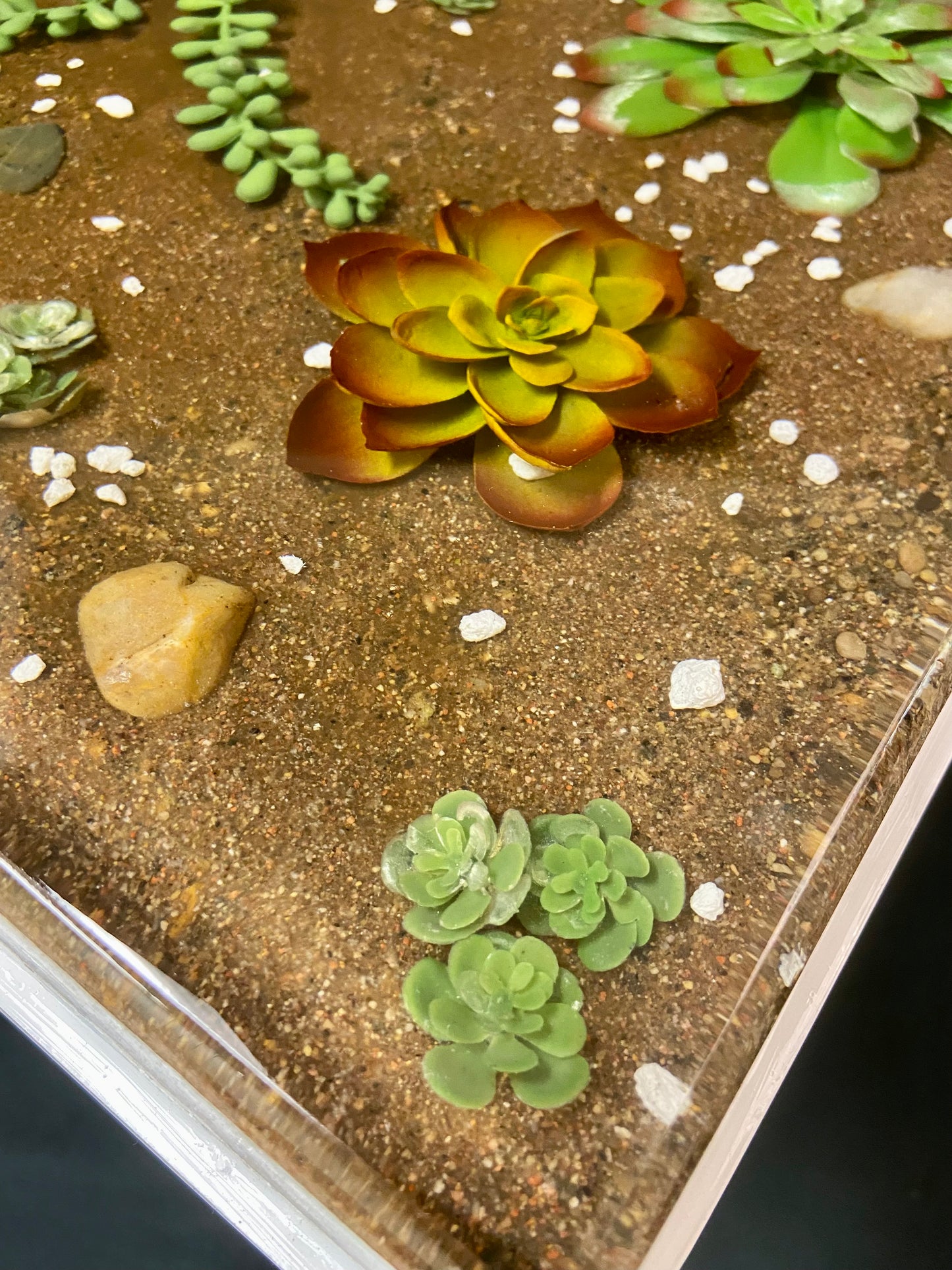 Succulent Table